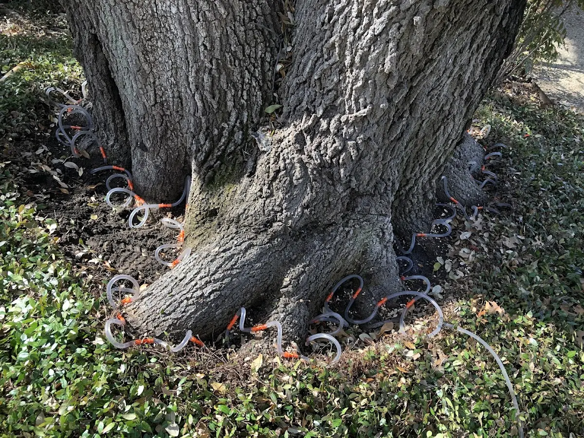 Detailed Tree Cabling and Bracing job site in Leesburg